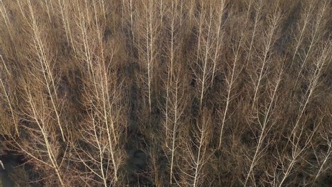Aerial view of flooded cottonwood forest from drone pov in winter afternoon