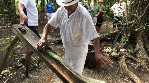 Costa Maya, Mexico- January 2018: A villager demonstrates rope making by scraping off the bark of a tree.  