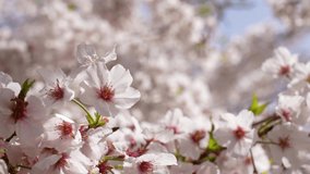 This is a 4K slow motion video of a cherry blossom branch in full bloom.
4K 120fps edited to 60fps.