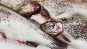 Close up footage of pieces of fresh trout lie on crushed ice on the counter, there is cold steam, juicy color of fish, pieces of fish shine in the light