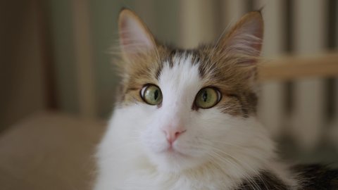 Portrait of a beautiful green-eyed domestic cat in close-up, sitting in a chair and looking at the camera