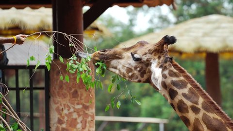 Close up of young giraffe eating leaves

