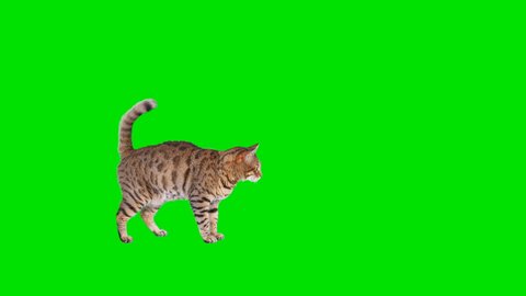 4K Bengal cat on green screen isolated with chroma key, real shot. Cat slowly walking across the frame from left to right, stops and runs away, then runs back across the frame from right to left