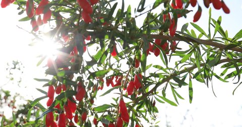 Goji berry fruits and plants in sunshine garden