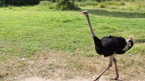 The ostrich was walking freely in the farm meadow.