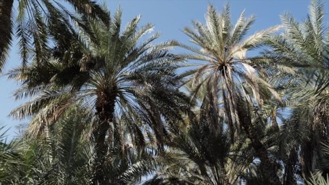 Palm trees against the sky gimbal shot in the palm oasis