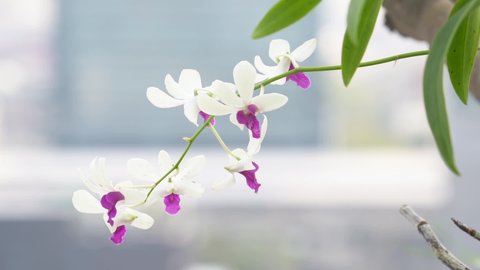 Beautiful Orchid Blooms Grown In The City Of Bangkok In Thailand - close up shot
