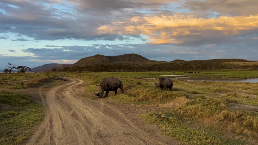 Black Rhinos Foraging For Food At The Savannah In Lake Nakuru National Park In Kenya, East Africa At Sunset. wide Royalty-Free Stock Footage #1085158256