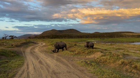 Black Rhinos Foraging For Food At The Savannah In Lake Nakuru National Park In Kenya, East Africa At Sunset. wide
