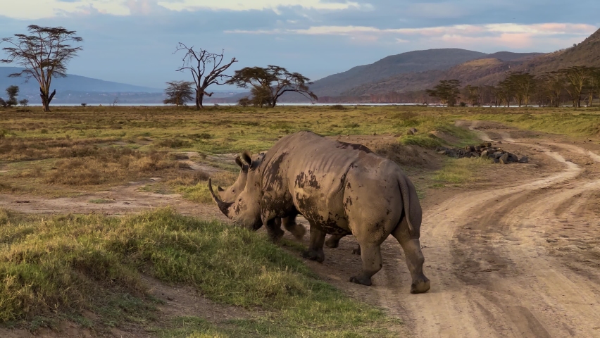 Pair Of Black Rhinoceros Walking In The Grassland At Lake Nakuru National Park In Kenya, East Africa. wide Royalty-Free Stock Footage #1085158283