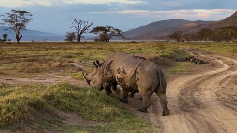 Pair Of Black Rhinoceros Walking In The Grassland At Lake Nakuru National Park In Kenya, East Africa. wide