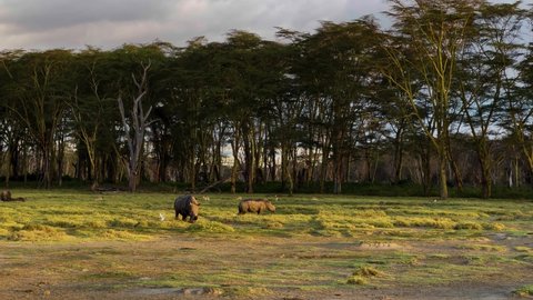 Rhinoceros Among Other Animals On Lake Nakuru National Park In Kenya. Wide Shot