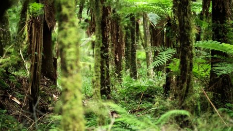 Punga fern trees in primeval lush forest, undergrowth of New Zealand bush