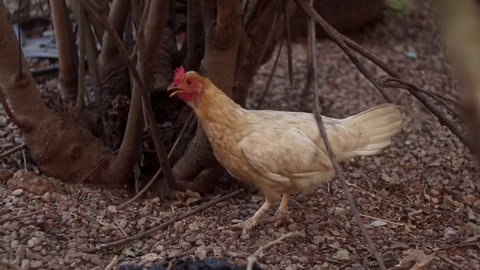 Domesticated buff coloured female chicken walks around in a garden