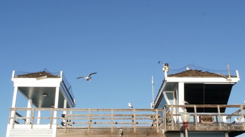 Seagull bird by lifeguard tower, Oceanside wooden pier, California USA. Blue life guard watchtower, clear sky. Ocean beach resort near Los Angeles. Pacific coast summertime vibes. Rescue on boardwalk.