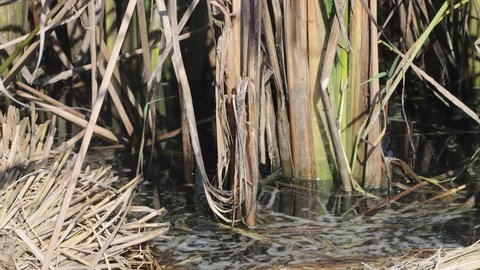 Cattail growing in the swamp water