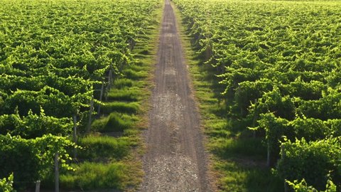 Smooth movement in the Italian vineyard plantations. Slow flight over a gravel road between vineyards in Italy. Vine of grapes on the plantation. Rows of Italian vineyards.