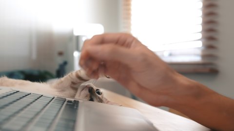 Kitten playing with owner on desk at home.