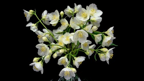 Timelapse of white Jasmine flower blooming on black background