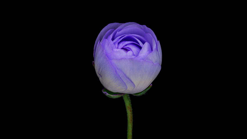 Timelapse of spectacular beautiful blue ranunculus flower blooming on black background. Mothers Day concept. Holiday, love, birthday design backdrop Royalty-Free Stock Footage #1085171675