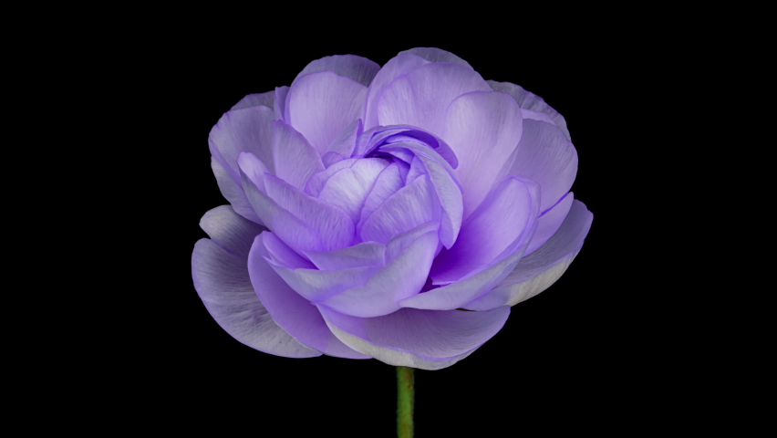Timelapse of spectacular beautiful blue ranunculus flower blooming on black background. Mothers Day concept. Holiday, love, birthday design backdrop