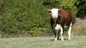 Dairy cow looks at the camera. Panning 4K