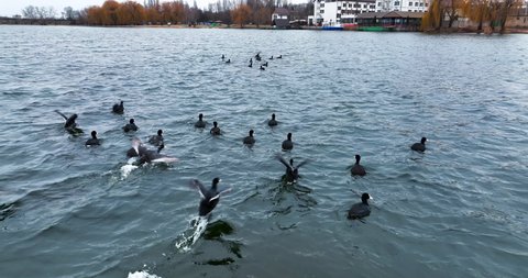 Flock of wild ducks running quickly by the river surface. Wild birds moving towards the waterfront. Urban area at the backdrop.