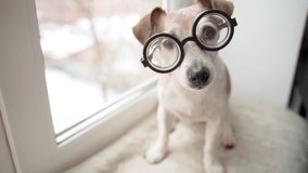 Adorable smart dog Jack Russell terrier scientist in round glasses sits near window and looks into camera. curious look attentive listening. Daylight video footage. optics for improving vision