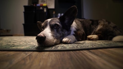 Dog face close-up. Cute welsh corgi marble lying on floor. Fish eye lens close up 4k