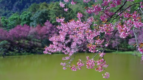 Beautiful blossom pink Japanes cherry at Doi Inthanon Chiang mai.