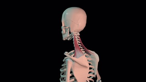 This 3d Animation Shows Levator Scapulae Stock Footage Video (100% ...