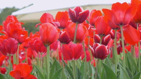 Red tulip flowers in bloom, swaying in wind