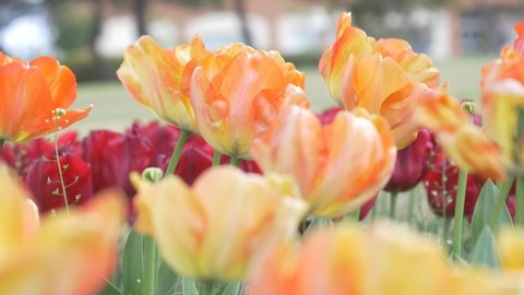 Multi-colored, colorful tulip flowers in bloom, swaying in wind