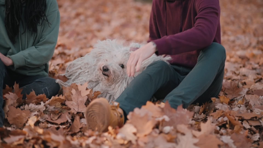 Couple playing with dog. Young happy couple petting their pet while sitting on fallen leaves. Hungarian Shepherd Dog Buli breed in nature.