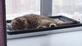 Cute ginger cat lying on window sill in city apartment. 4K UHD video.
