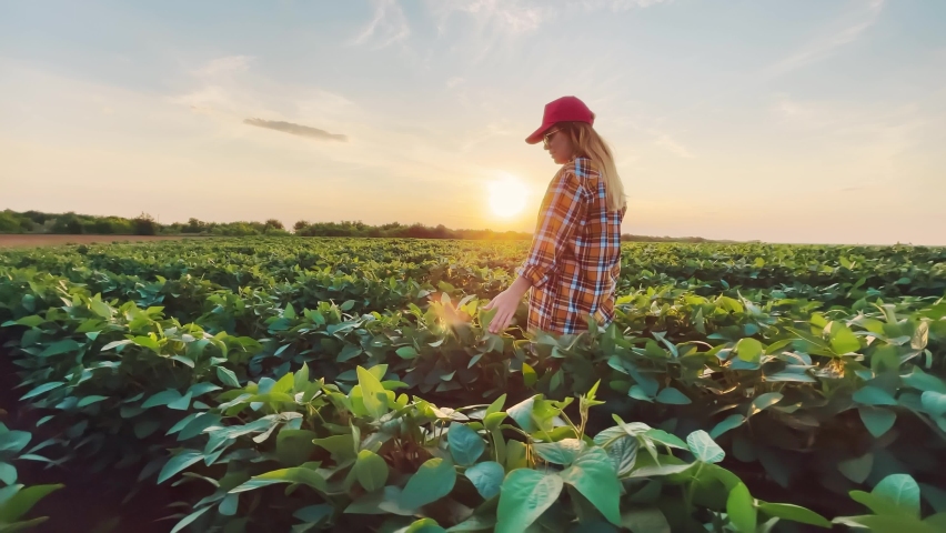 soybean farmer. agriculture a business concept. farmer girl examines the soybean crop at sunset. farmer walk agriculture soybean concept. farmer works in a field with plants lifestyle at sunset Royalty-Free Stock Footage #1085188505