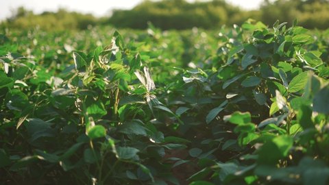 soybean soy field of green plants a general plan nature agriculture. organic farming. sunlight agriculture plantation business farm concept. soy vegetable healthy food agriculture