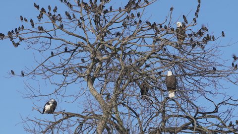 Bald Eagles and Starlings Perched in a Tree 4K UHD. Bald Eagles and Starlings perch in a large tree on a sunny day. 4K. UHD.
