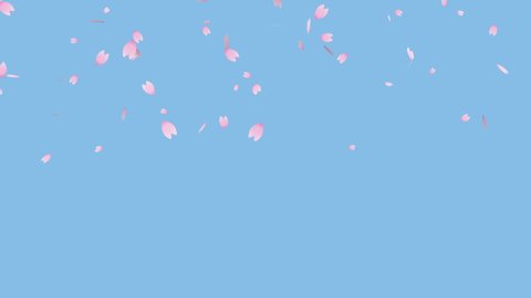 Flurry of cherry blossoms falling diagonally (light blue background)
