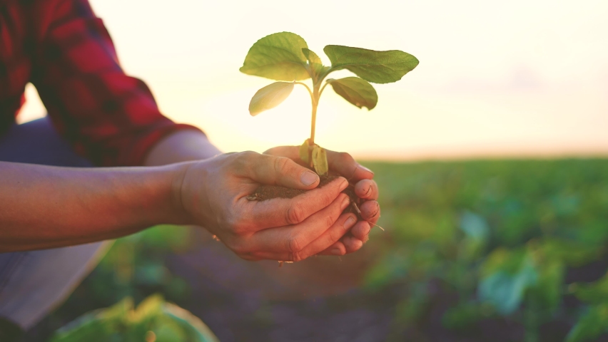 agriculture. farmer a hands are lowered plant cultivation plant. business ecology agriculture gardening concept. farmer hands are planting soil with a plant. eco life agriculture concept at sunset Royalty-Free Stock Footage #1085191103