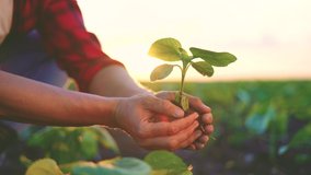 agriculture. farmer a hands are lowered plant cultivation plant. business ecology agriculture gardening concept. farmer hands are planting soil with a plant. eco life agriculture concept at sunset - Powered by Shutterstock - Get 15% off with code: PIKWIZARD15