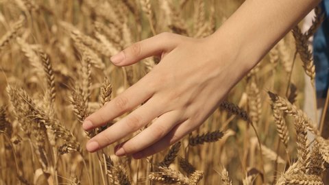 Farmer female hand touches the golden ear wheat, wheat field farm, caresses ears wheat grains, concept natural agriculture, summer harvest, farm agricultural industry, touch golden ears barley field