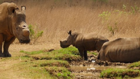 Baby rhino slips in mud and looks at adult rhino mother