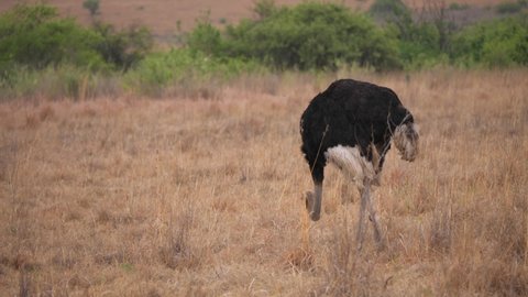Ostrich male quickly walks through dry grass while foraging
