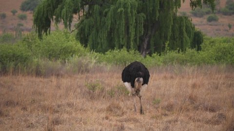 Male ostrich walks toward weeping willow tree in dry grass