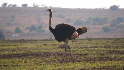 Male ostrich walks with cars driving in background