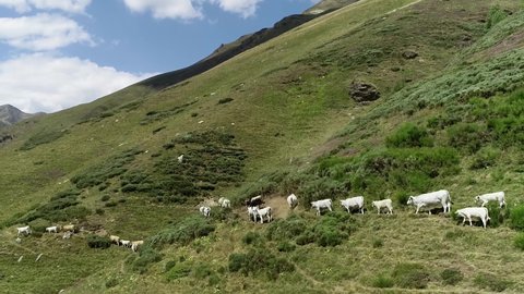 Aerial view of Andorra Cattle crosses between the cows of bruna breed and bulls of the Charolais Limousin and Gascon breeds very popular for beef production due to high quality mountain pastures 4k