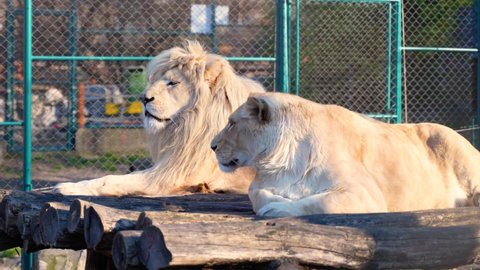 A lion and a lioness rest in the sun while waiting for food at the Zoo.