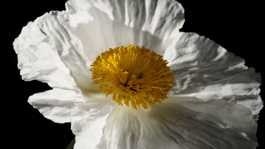 Romnea coulteri poppy like flower timelapse dying and withering time lapse part 2 of 2. Delicate, paper-like, white petals wither and die Royalty-Free Stock Footage #10852091