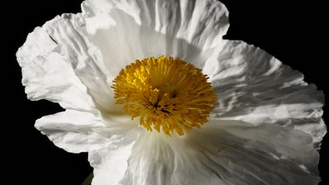 Romnea coulteri poppy like flower timelapse dying and withering time lapse part 2 of 2. Delicate, paper-like, white petals wither and die